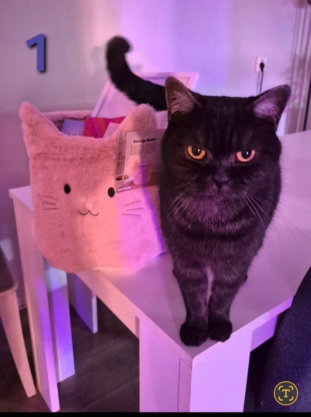 Britse Langhaar, Britse Korthaar, Ragdoll en Perzische kat, Meerdere dieren, Gechipt, 0 tot 2 jaar