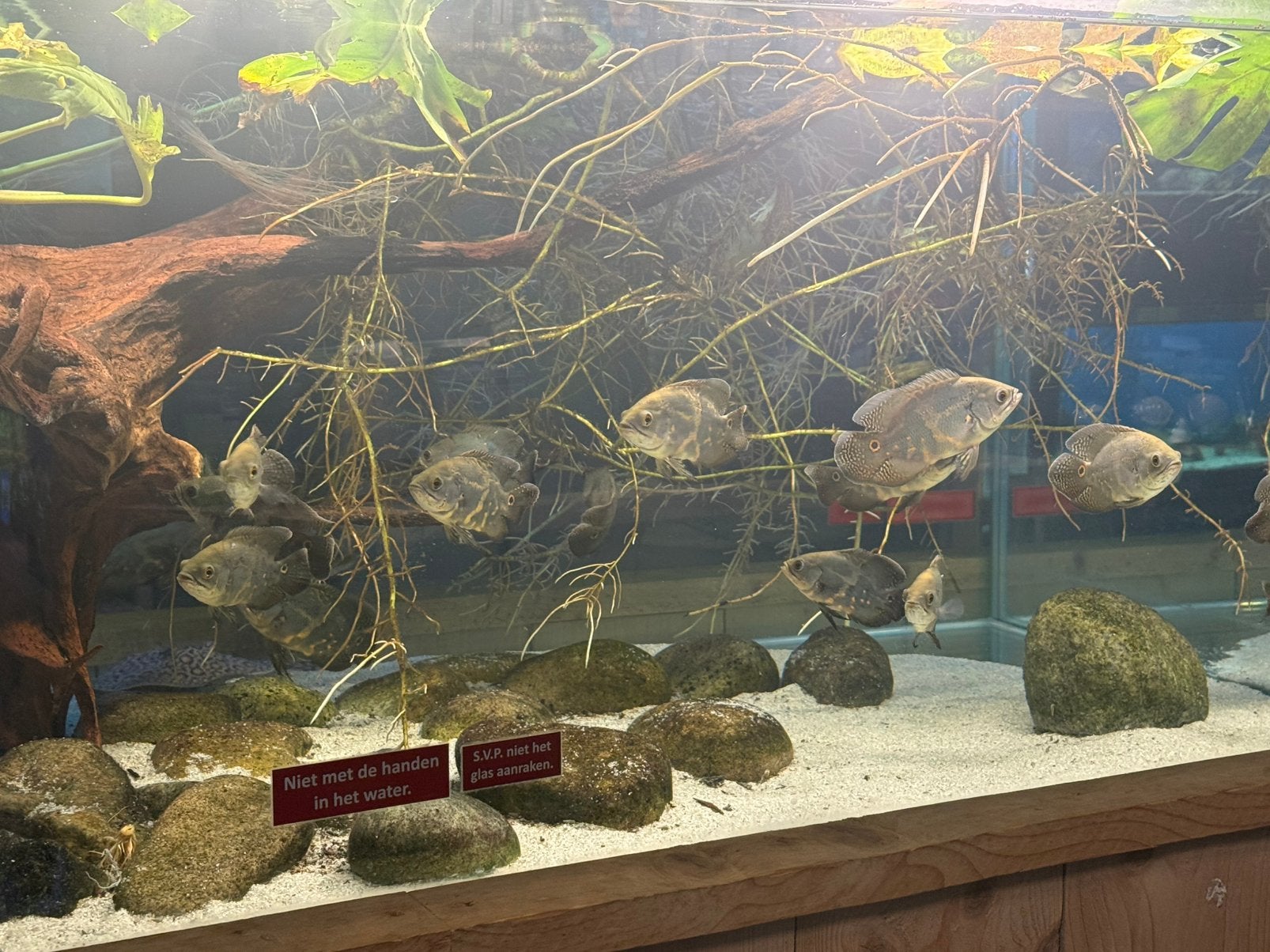 Wildvang pauwogen - Astronotus Ocellatus, Vis, Zoetwatervis
