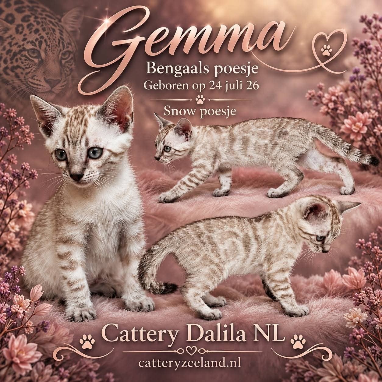 Nog 1 prachtig bengaals snow kitten met stamboom, Dieren en Toebehoren, Poes, Met stamboom, 0 tot 2 jaar