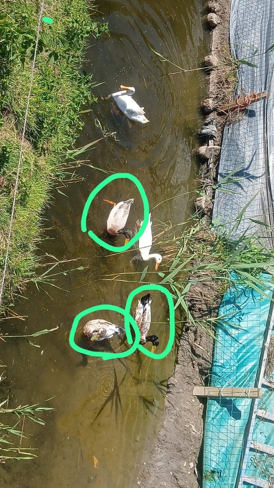 loop eenden, Mannelijk