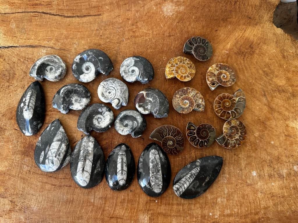 Fossielen, ammoniet, goniatiet, orthoceras, Ophalen of Verzenden, Fossiel