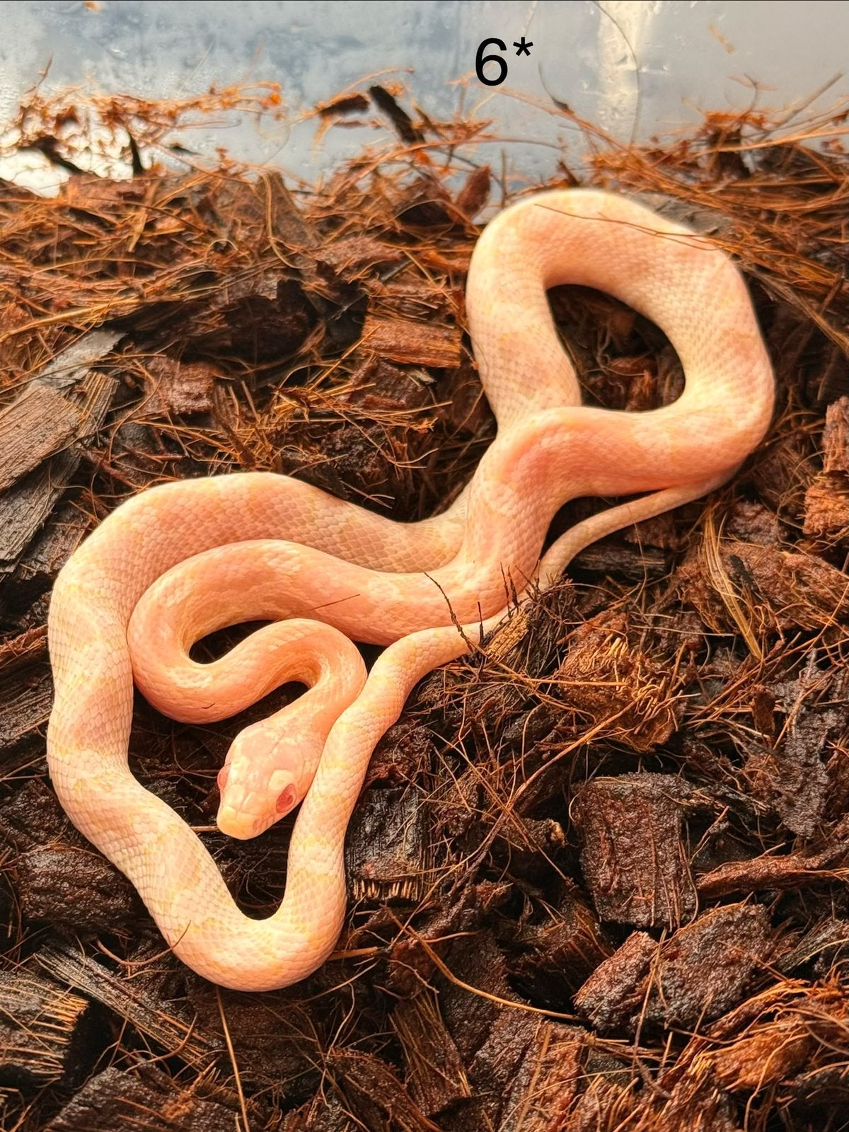 8x Rattenslangen Snow (Pantherophis guttatus) Corn Snake photo 6