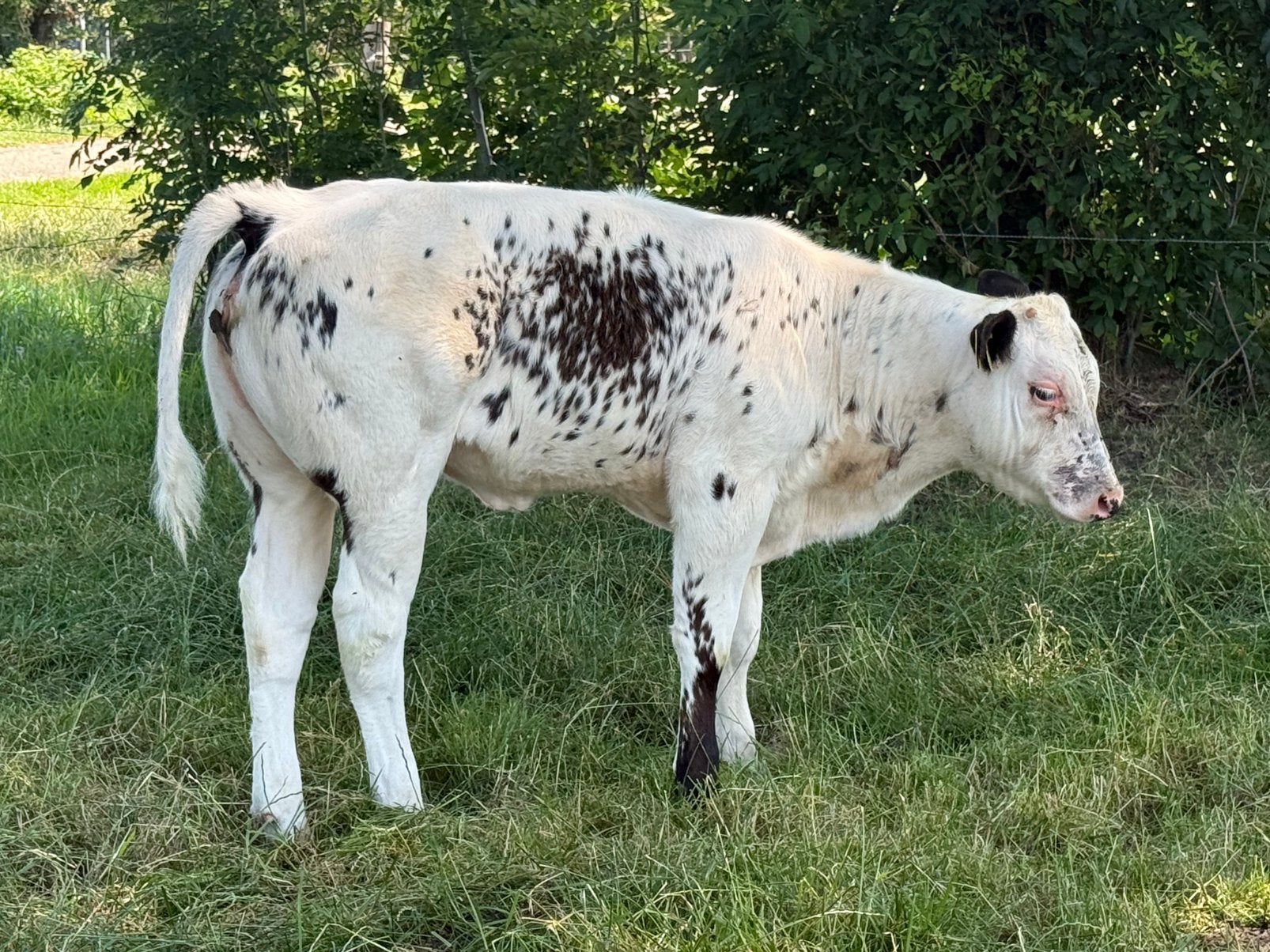 Mooi Dikbil vaarskalf te koop, Dieren en Toebehoren, Vrouwelijk