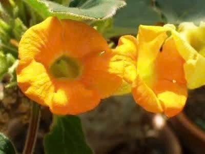 Caudex Uncarina Roeoesliana uit Madagaskar 95 cm hoog, Overige soorten, Ophalen of Verzenden, In pot, Minder dan 100 cm