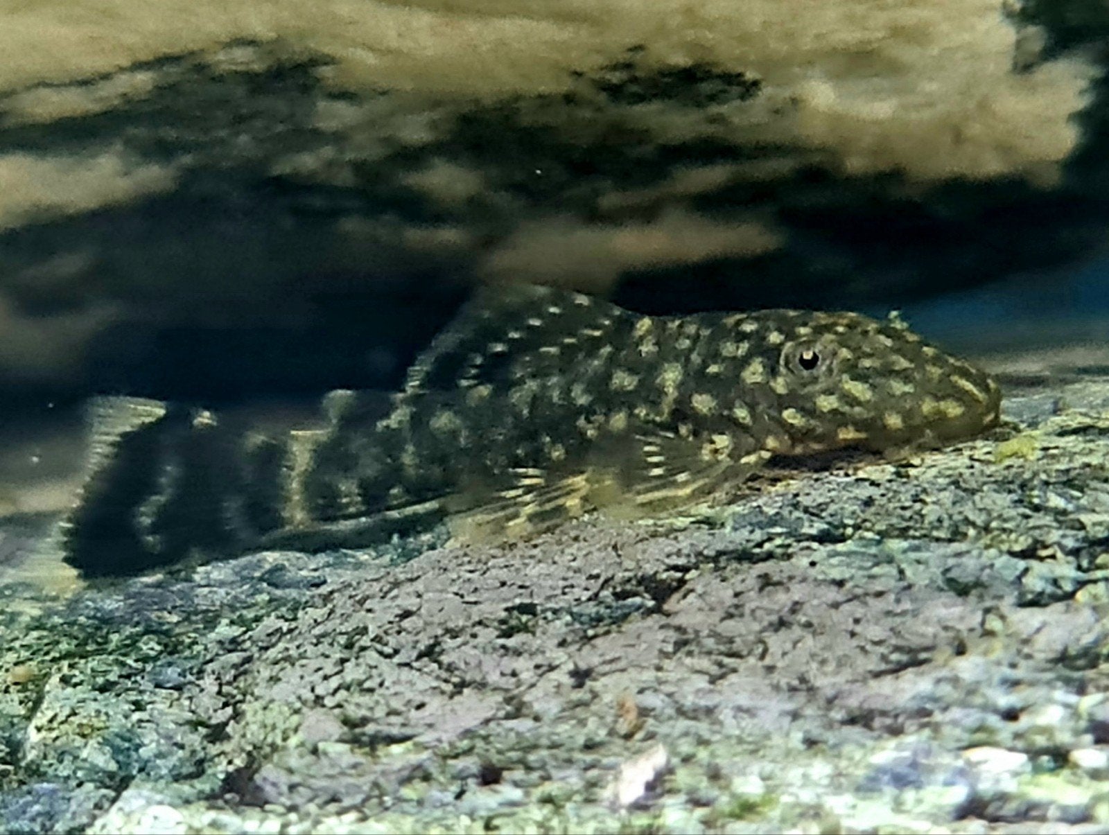 ancistrus / borstelneus, Dieren en Toebehoren, Vis, Zoetwatervis