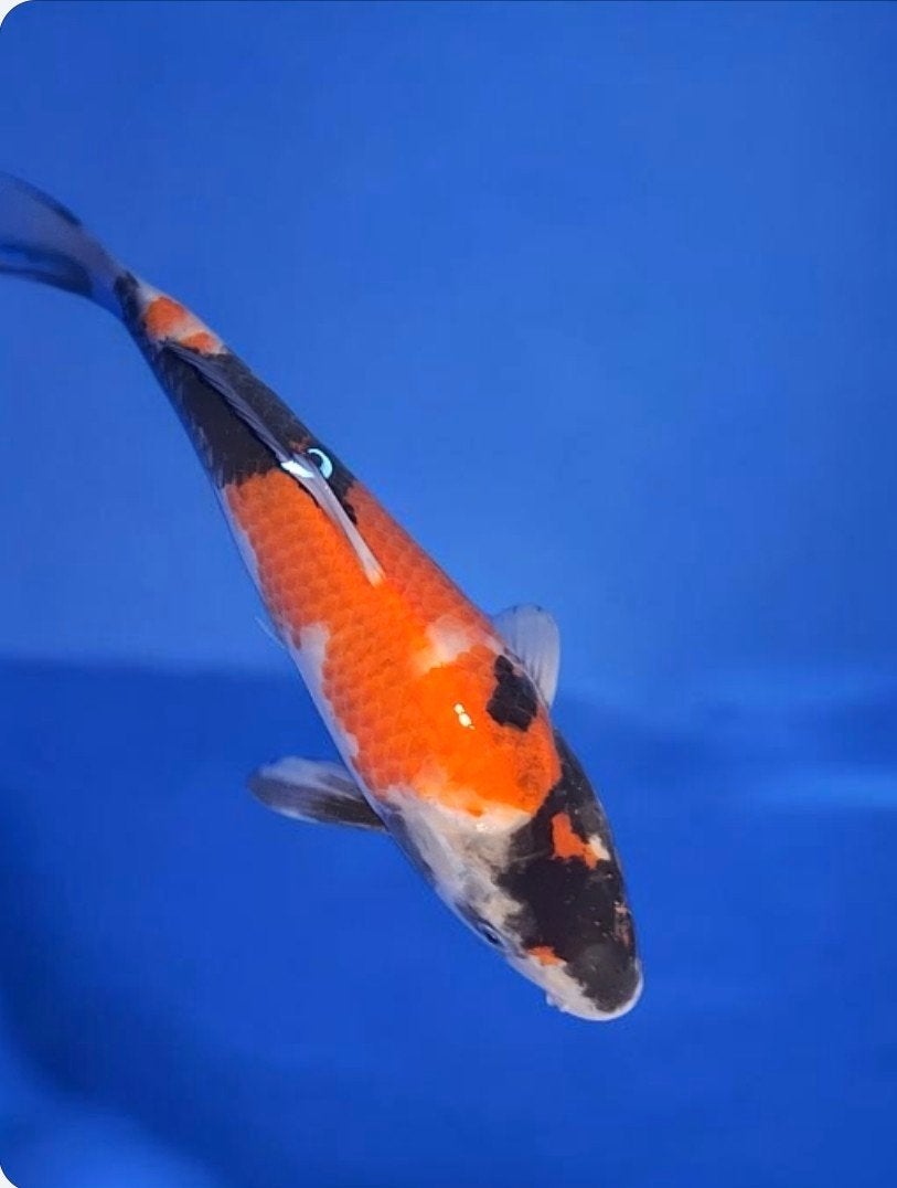 Showa, Karper of Koi