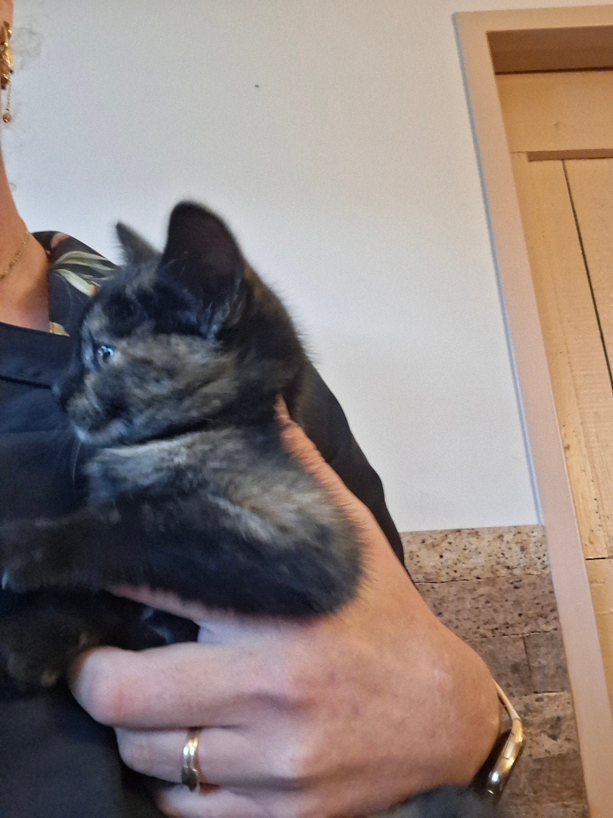 Prachtige lieve kittens, Meerdere dieren, Kortharig, 0 tot 2 jaar
