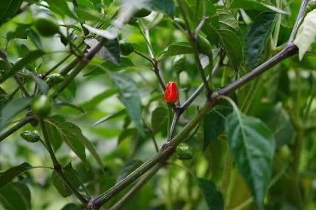 Gezocht cobanero pepper zaden, Ophalen, Minder dan 100 cm, Overige soorten, Zomer