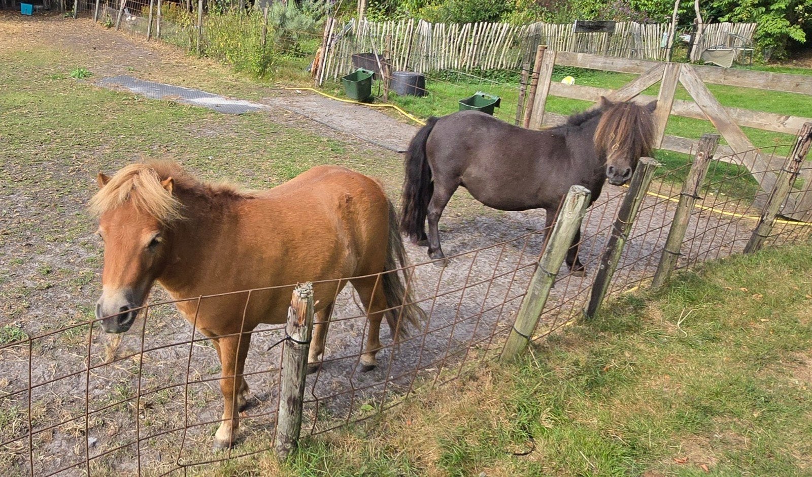 moeder en dochter zoeken een goed tehuis, Merrie, Gechipt