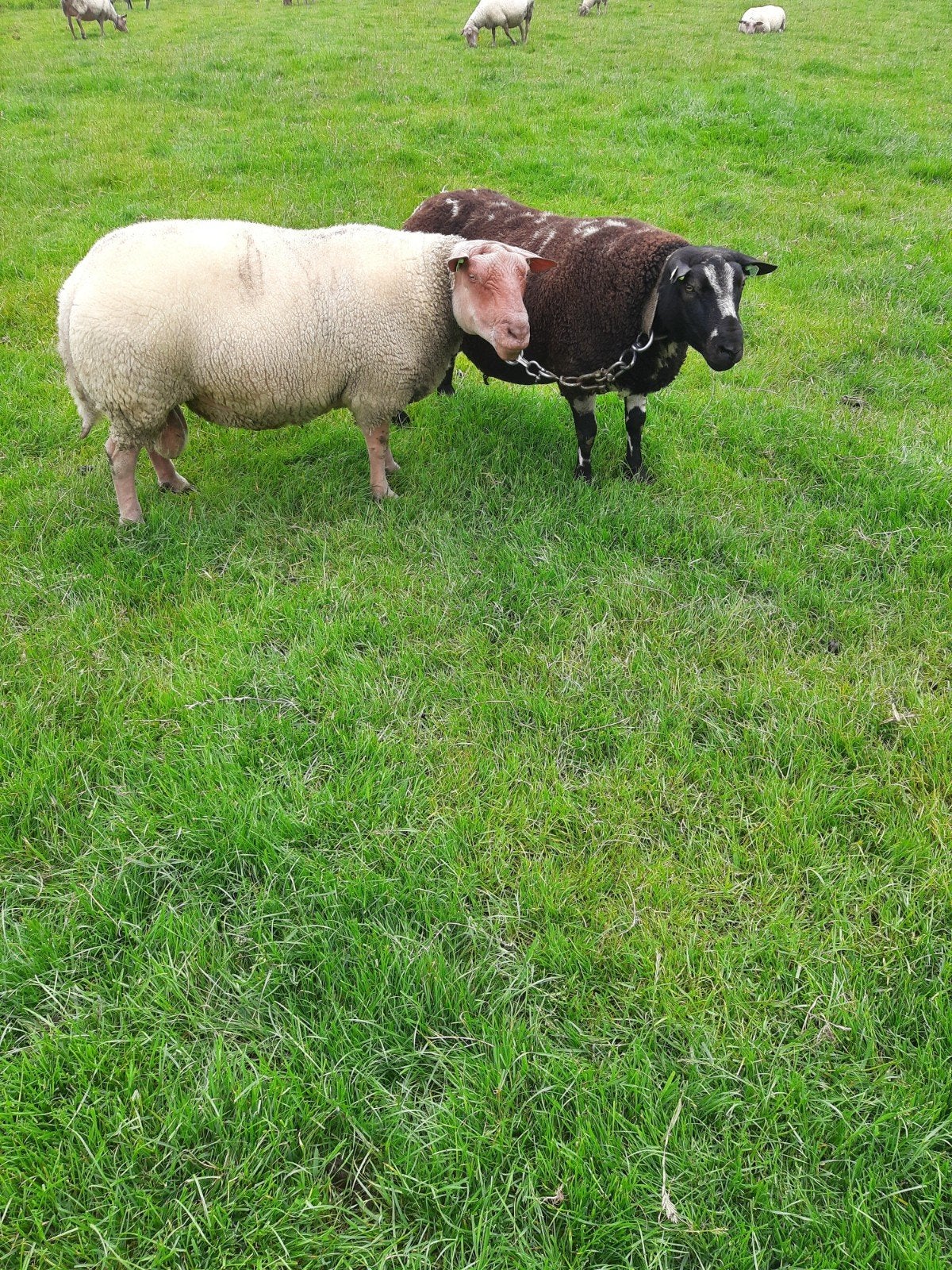 rouge de l'ouest fok ram bonte zwoegervrij crapie vrij, Dieren en Toebehoren, Schapen, Geiten en Varkens, Mannelijk, Schaap