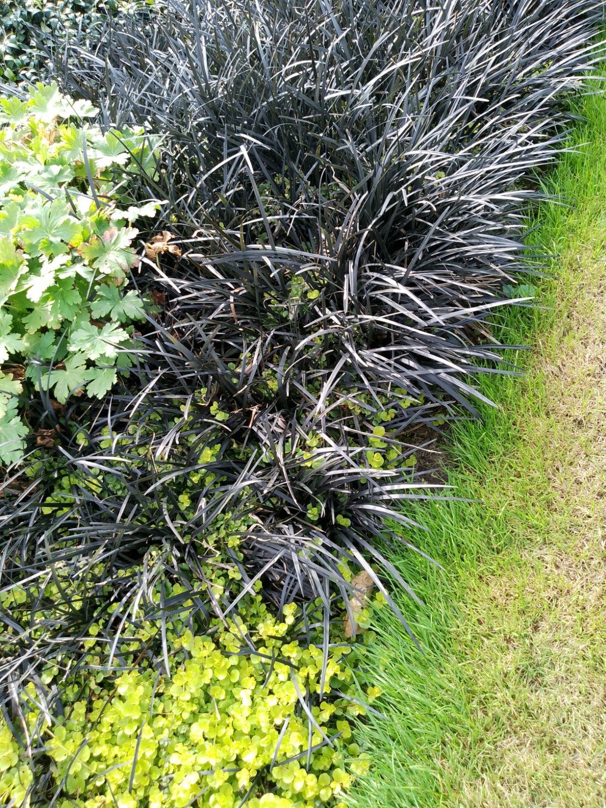 Slangebaard, vaste plant, bio, Ophalen, Vaste plant, Siergrassen, Halfschaduw