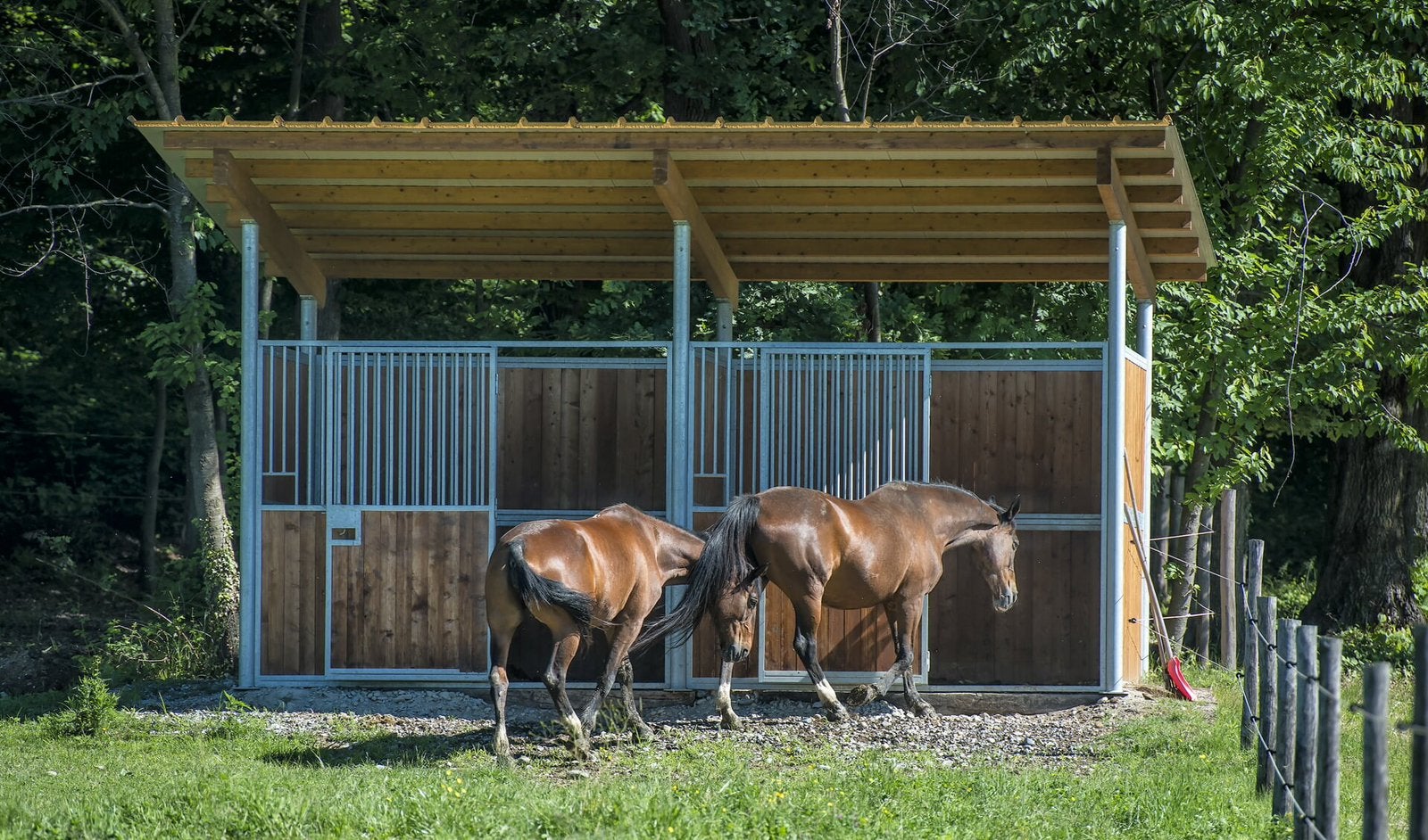 Gezocht: weiland met stal, Dieren en Toebehoren, Weidegang