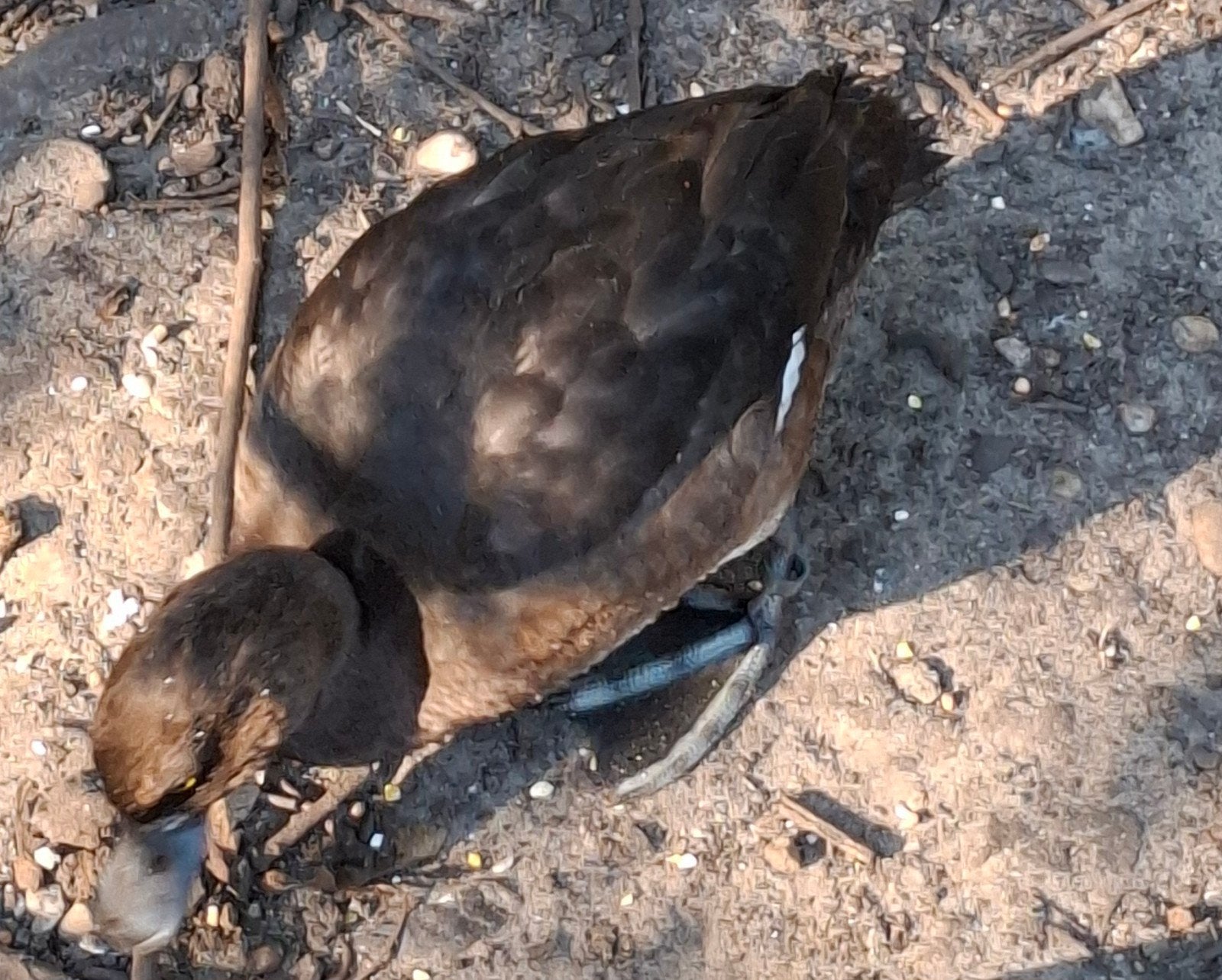 4 Europese kuifeenden, Dieren en Toebehoren