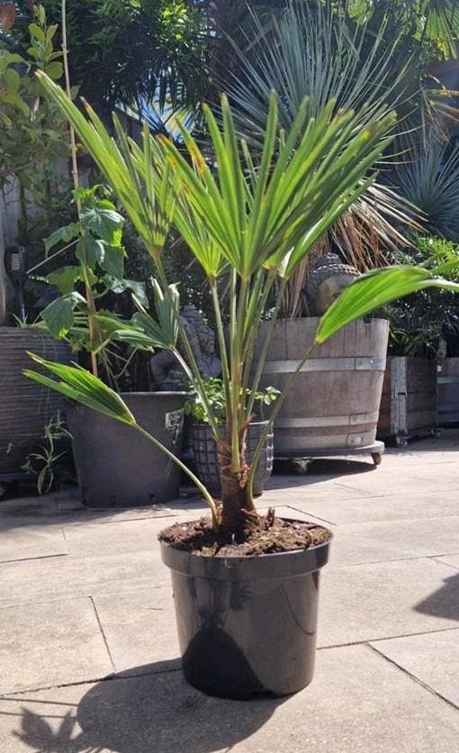 Trachycarpus Wagnerianus - Winterharde Waaierpalm, Tuin en Terras, Planten | Tuinplanten, Vaste plant, Bloeit niet, Halfschaduw