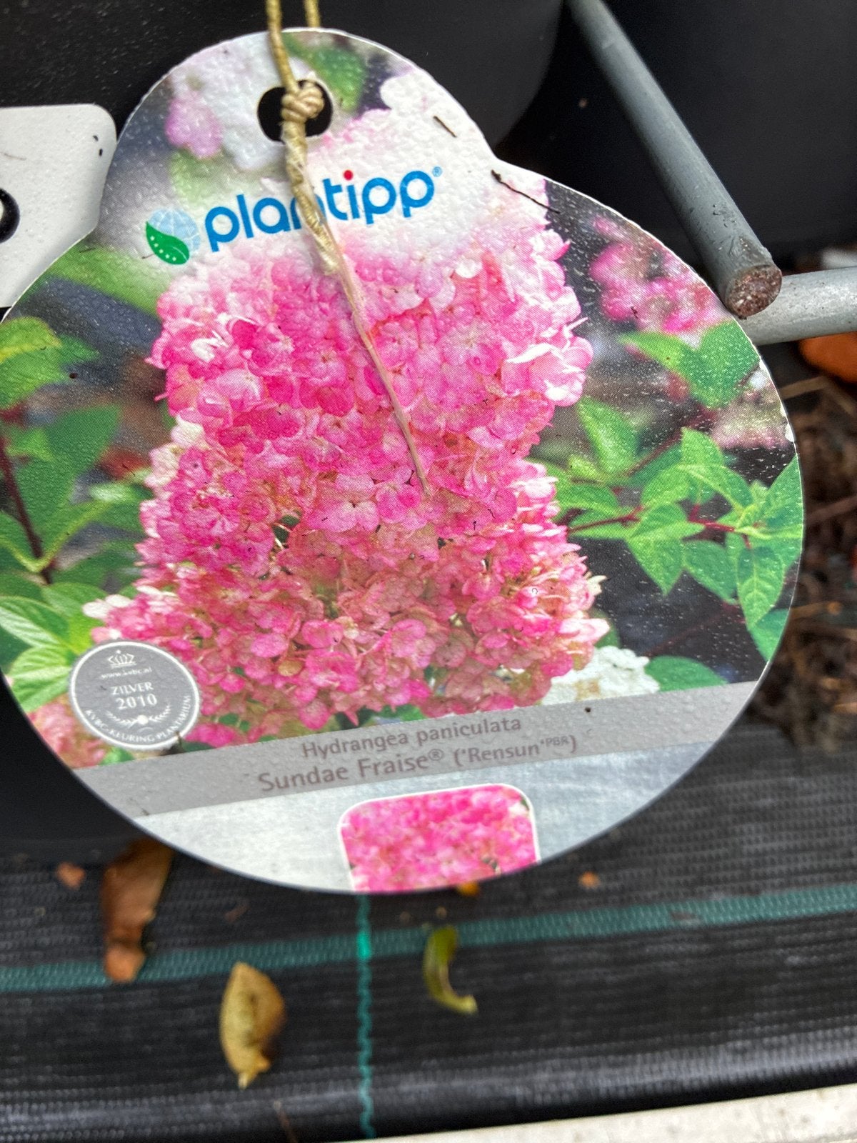 Hortensia Paniculata Sundae Fraise in 7L pot, Volle zon, Vaste plant, Zomer, Ophalen