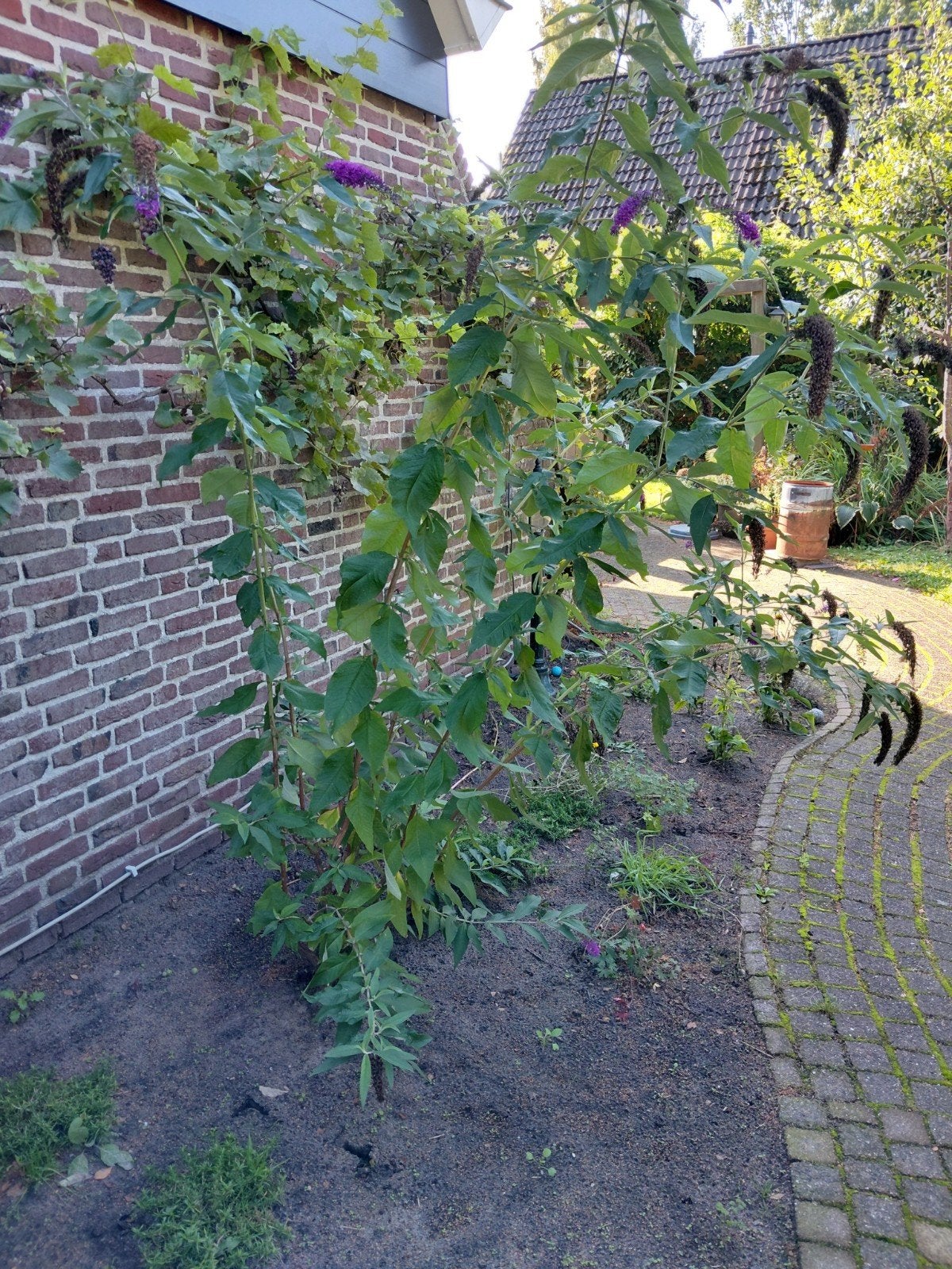 vlinderstruik gratis!, Tuin en Terras, Ophalen, Vlinderstruik