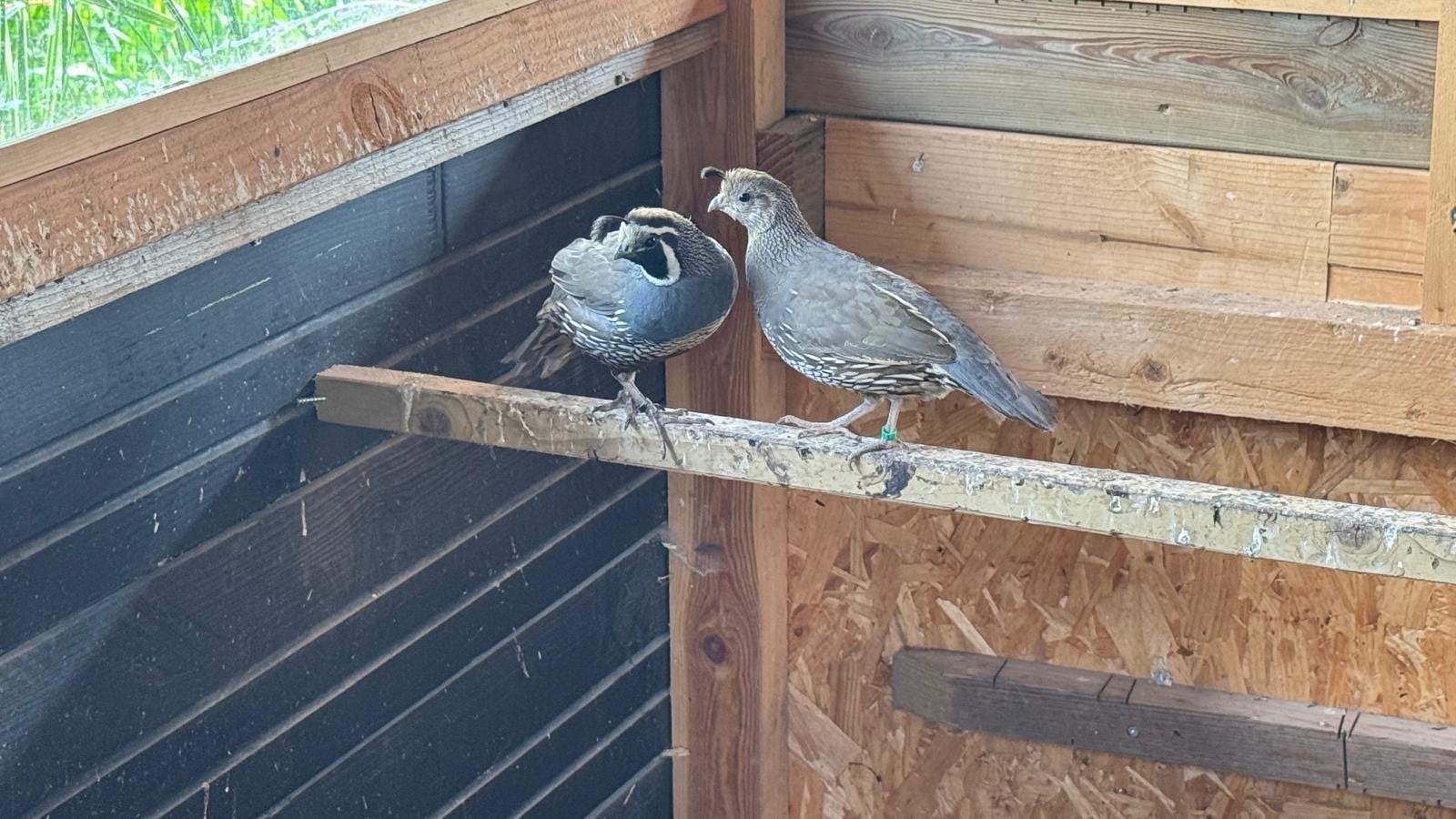 Californische kuif kwartels, Meerdere dieren, Geringd