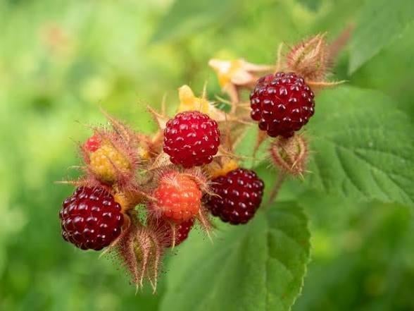 Japanse Wijnbes, Ophalen, Vaste plant, Halfschaduw, Fruitplanten