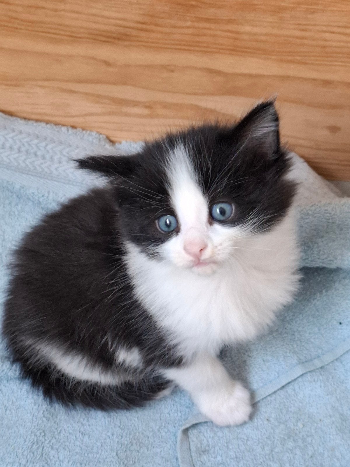 Lieve 100% Maine Coon Kittens, Kater