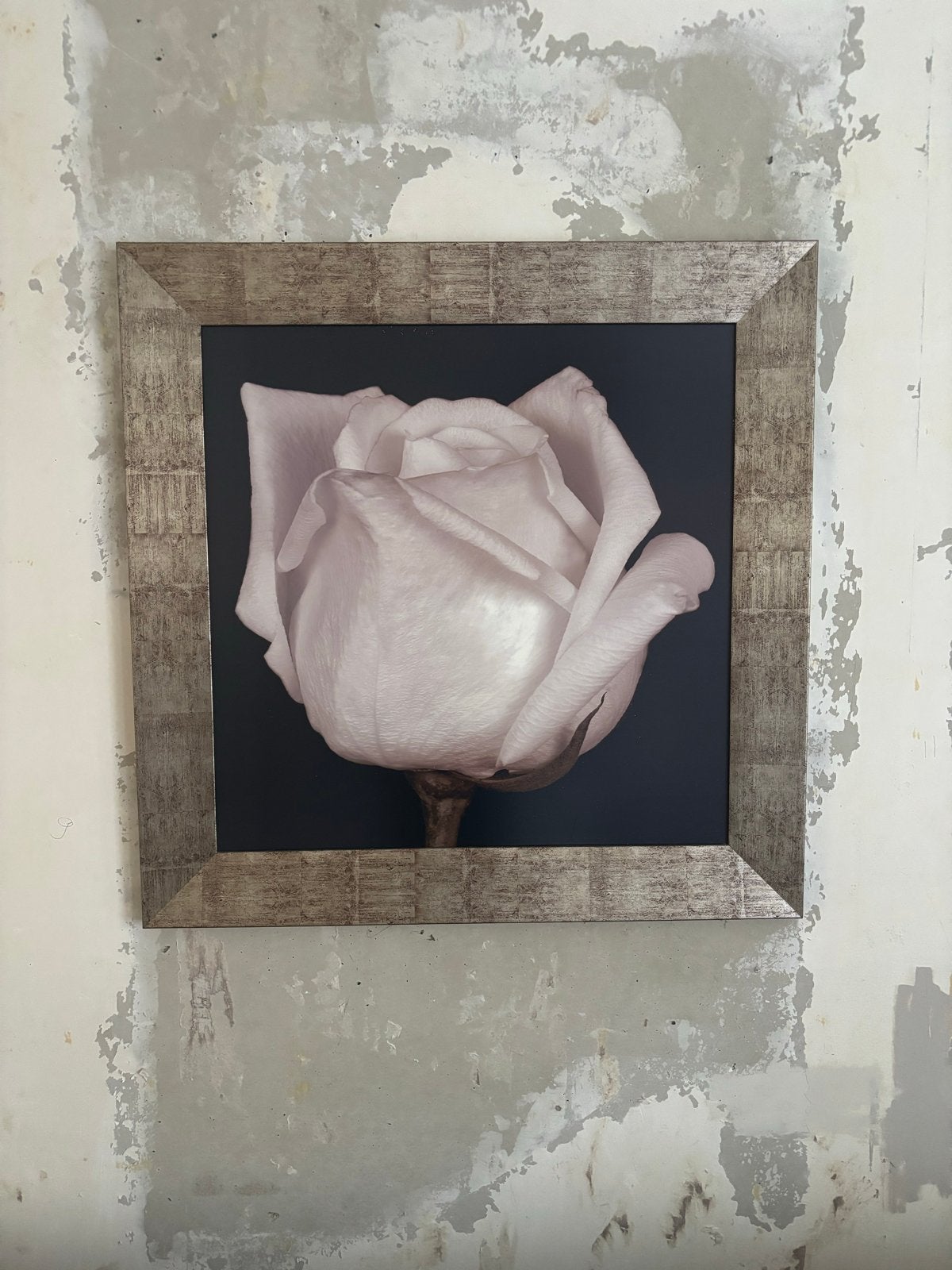 Schilderij met roos in lijst, Bloemen, Doek, Realistisch, Ophalen of Verzenden