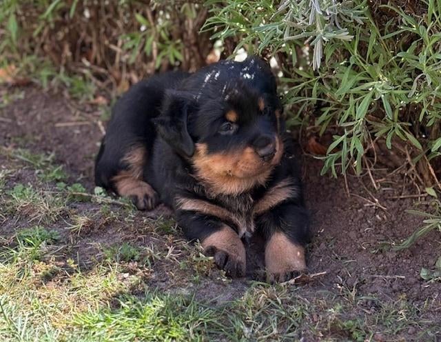 Pups Rottweiler x Berner Senner, Parvo, 8 tot 15 weken, Groot, Meerdere