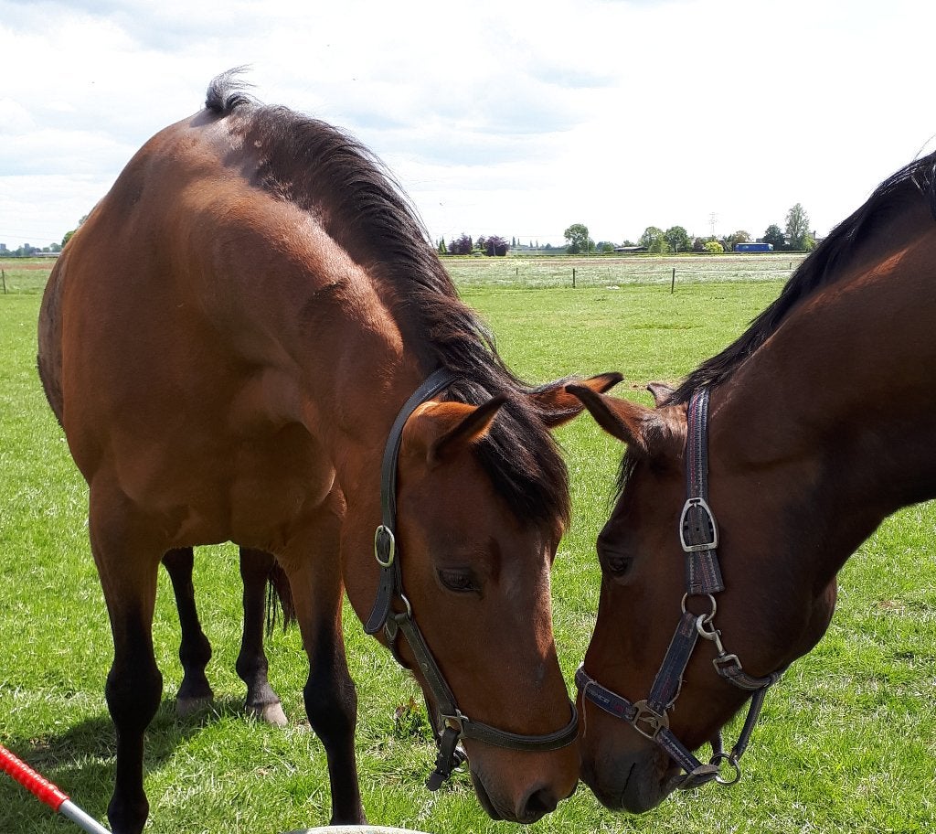 Pensioenstal-rusthuis plek voor 1 merrie., Dieren en Toebehoren, Weidegang, 1 paard of pony