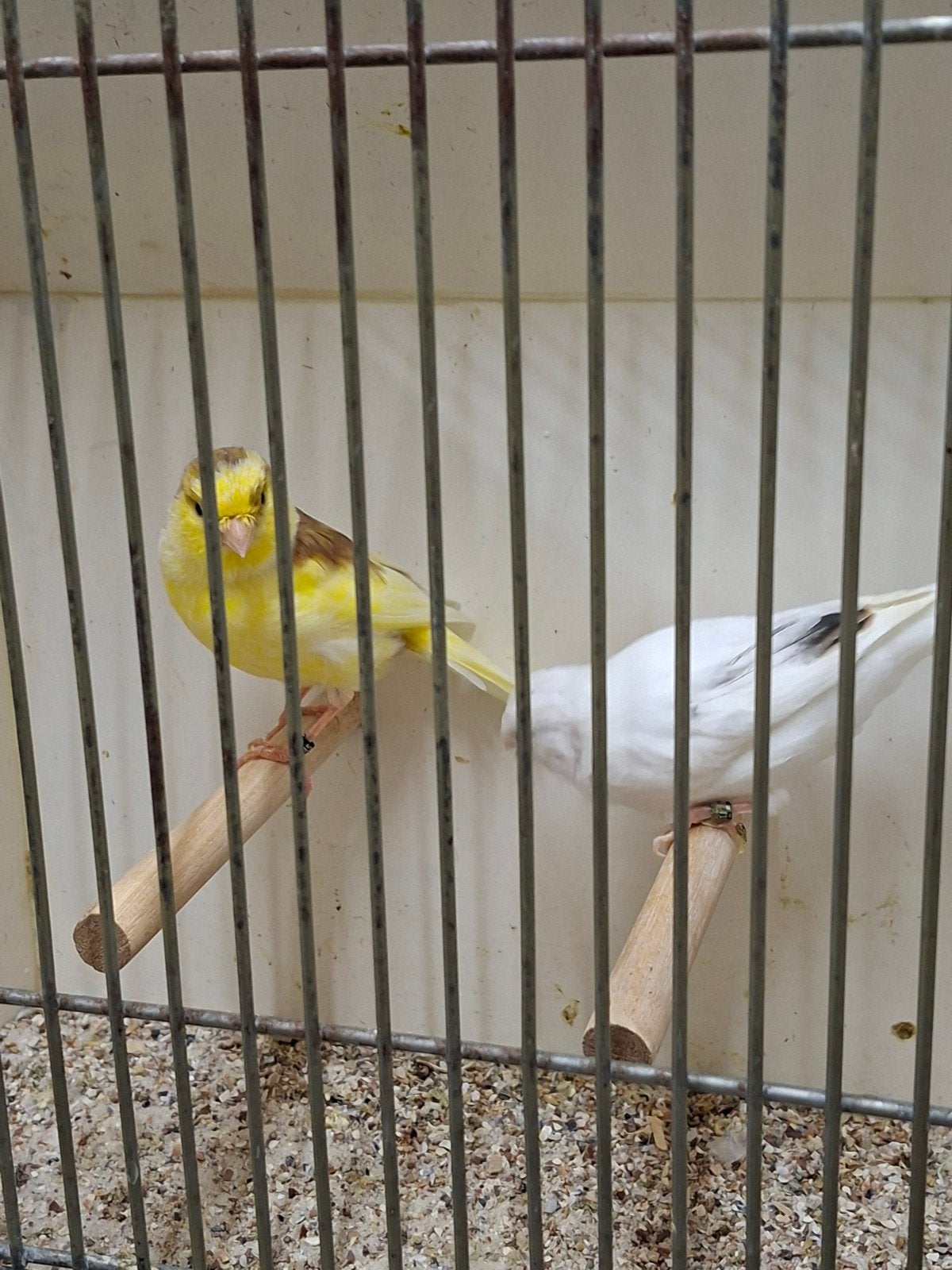 resecief wit x bonte spil kanaries, Dieren en Toebehoren, Meerdere dieren, Kleurkanarie