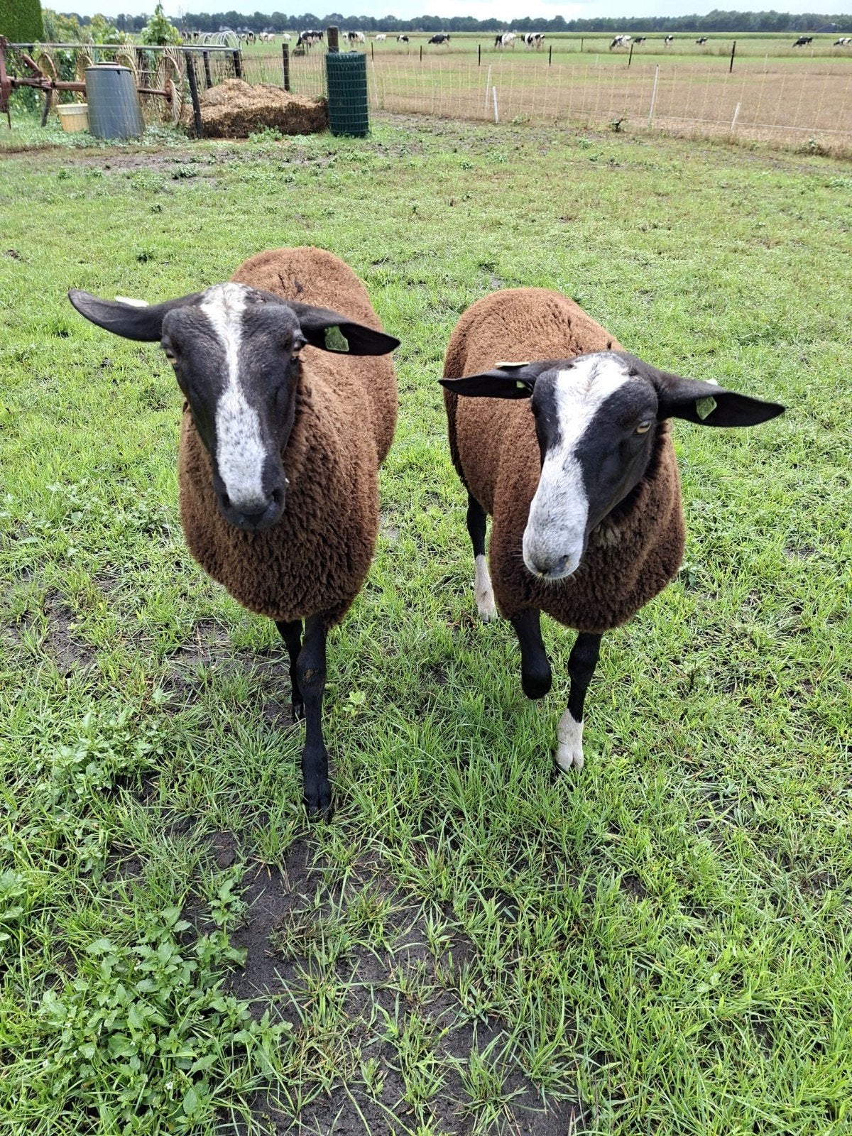 Te koop zwartbles ooi en ram lammeren vraagprijs 200 euro, Meerdere dieren, Schaap