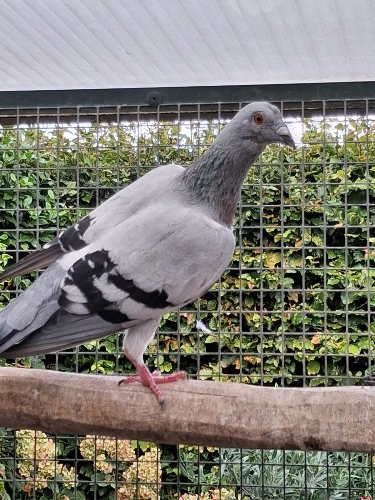 duivin ice kleurig, Vrouwelijk, Kropper