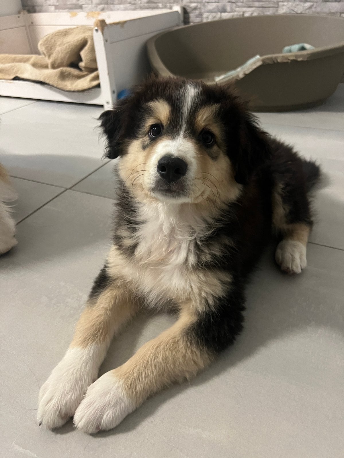 Australische Herder Black Tricolor, België, Particulier, 8 tot 15 weken, Teef