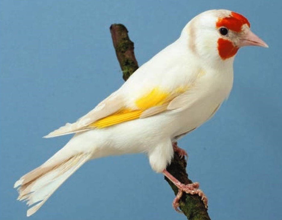 gezocht !!!  kleine Putter Satinet pop, Vrouwelijk, Wildzangvogel