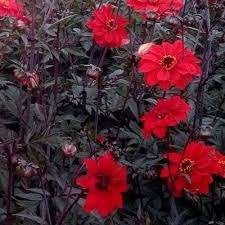 Grote Dahlia Bishop of Llandaff in 18 ltr kweekpot, Volle zon, Vaste plant, Zomer, Ophalen
