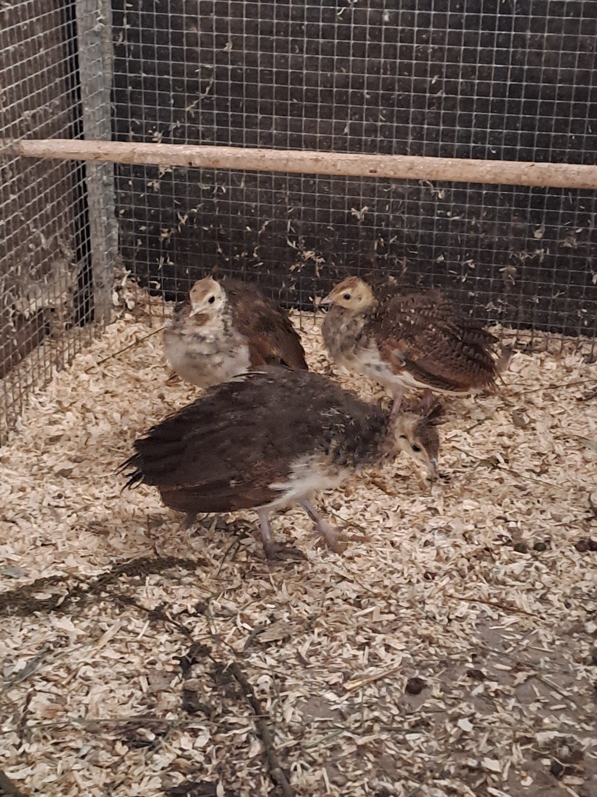 jonge pauwen kuikens, Dieren en Toebehoren, Meerdere dieren, Overige soorten