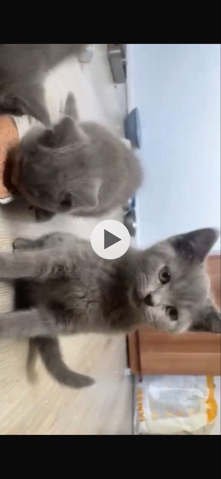 Prachtige britse korthaar kittens ( mannetje ), Dieren en Toebehoren, Katten en Kittens | Overige Katten, Kater