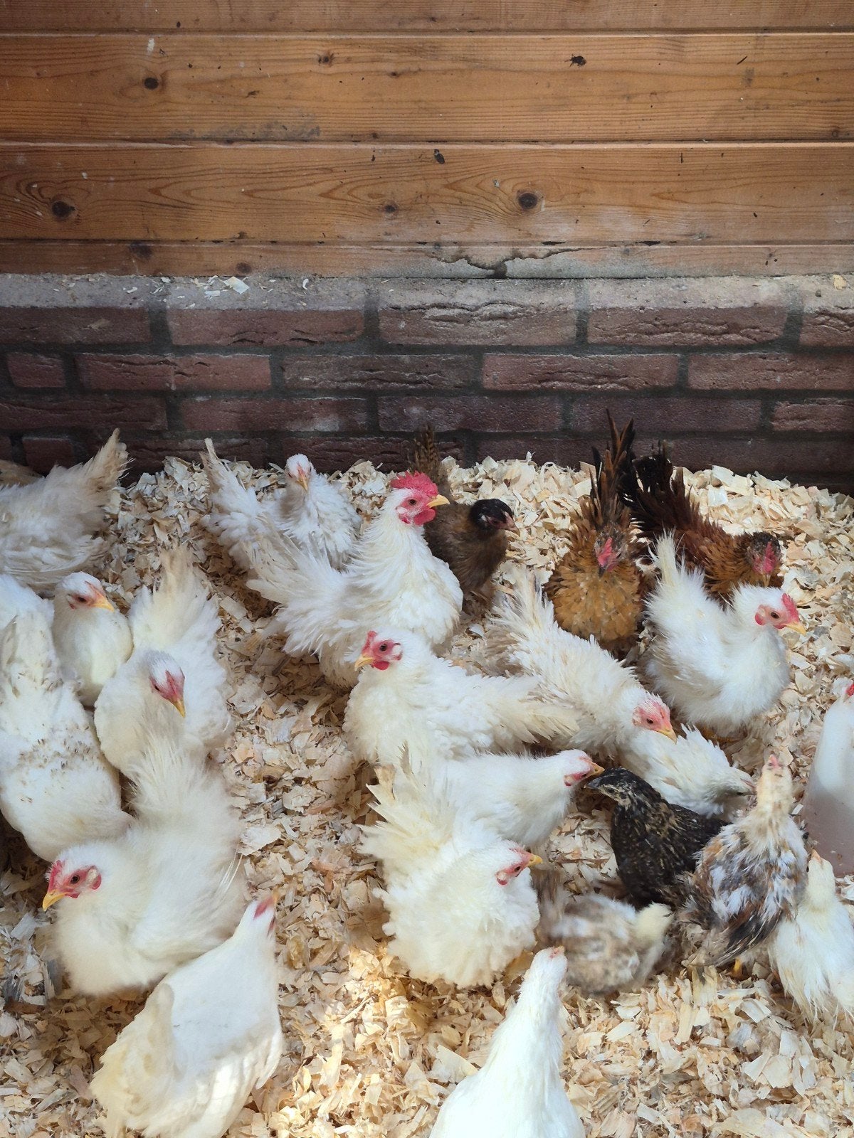 laatste serama's ,krul ,zijde ,gladveer, Dieren en Toebehoren, Meerdere dieren, Kip