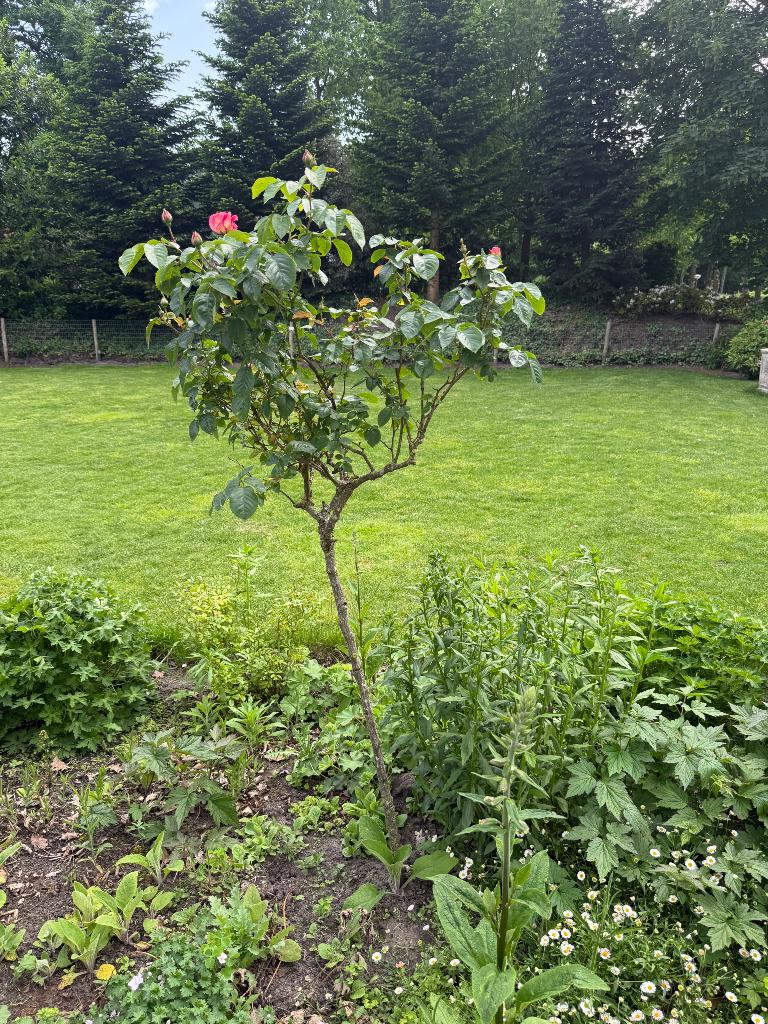 Stamroos 160cm Roos op stam, Volle zon, Vaste plant, Zomer, Ophalen
