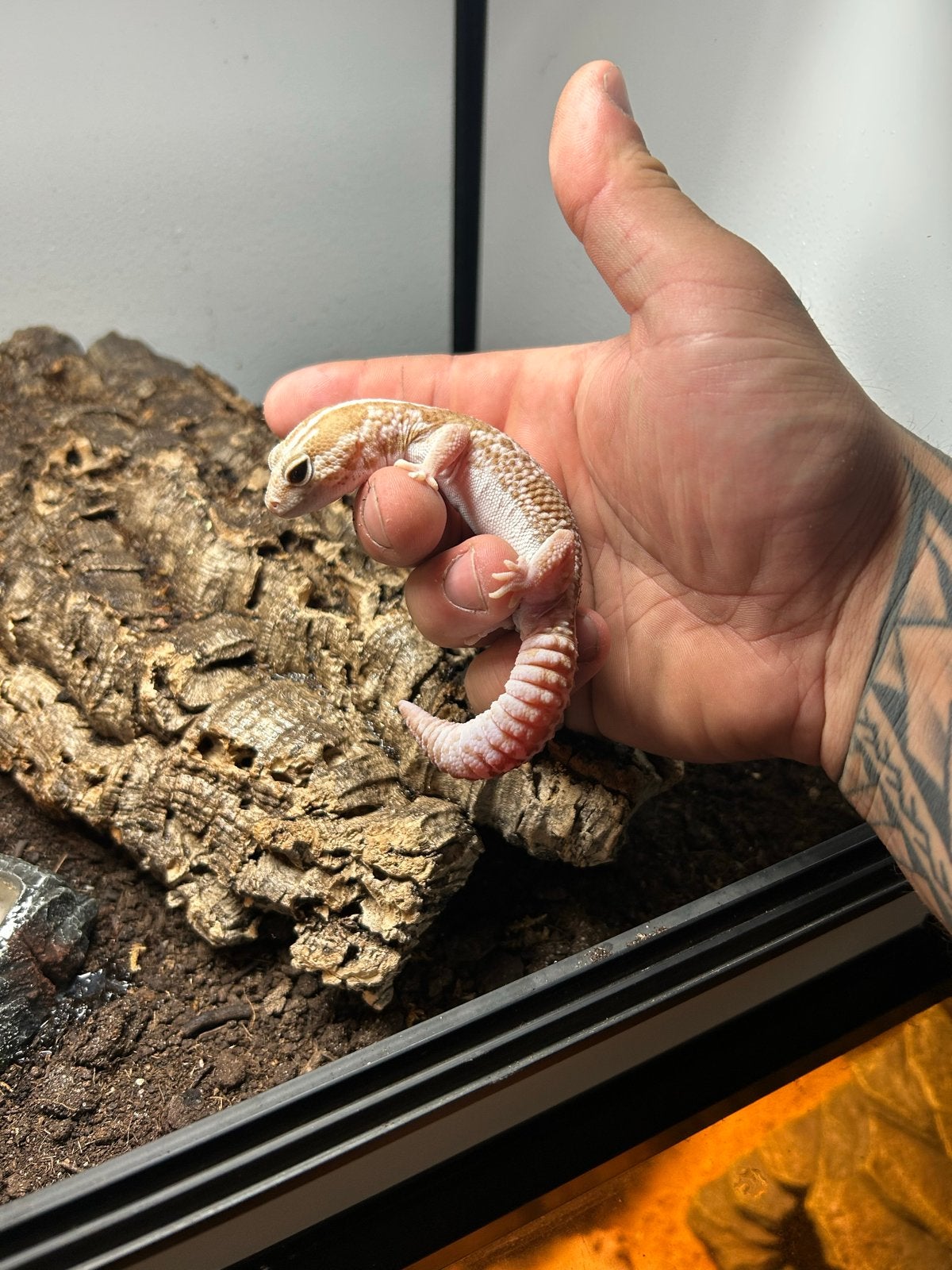 Vetstaart gekko en luipaard gekkos vetstaart is verkocht! Leopard Gecko - female for sale from Damian Hoesman