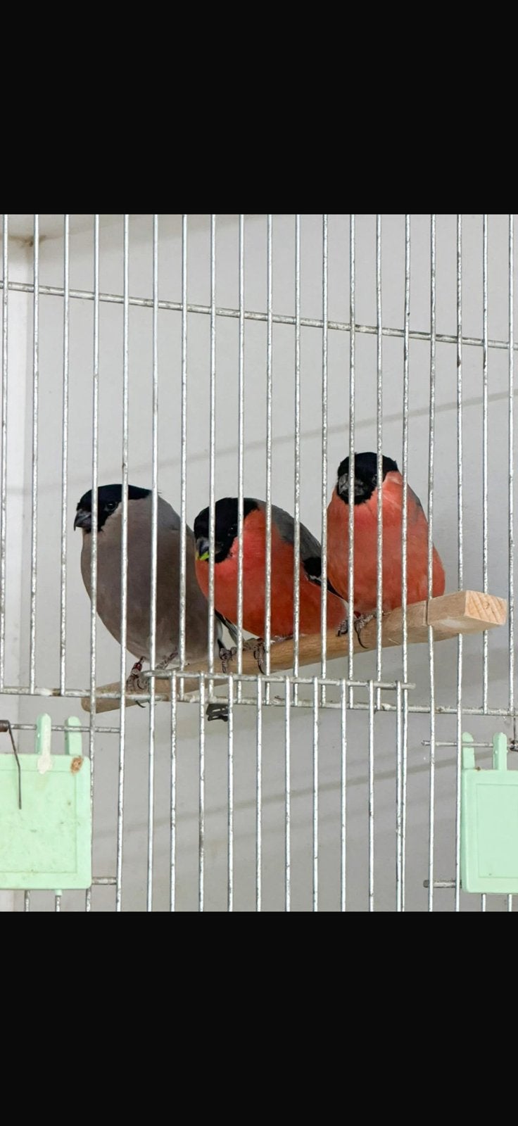 Goudvinken, Meerdere dieren