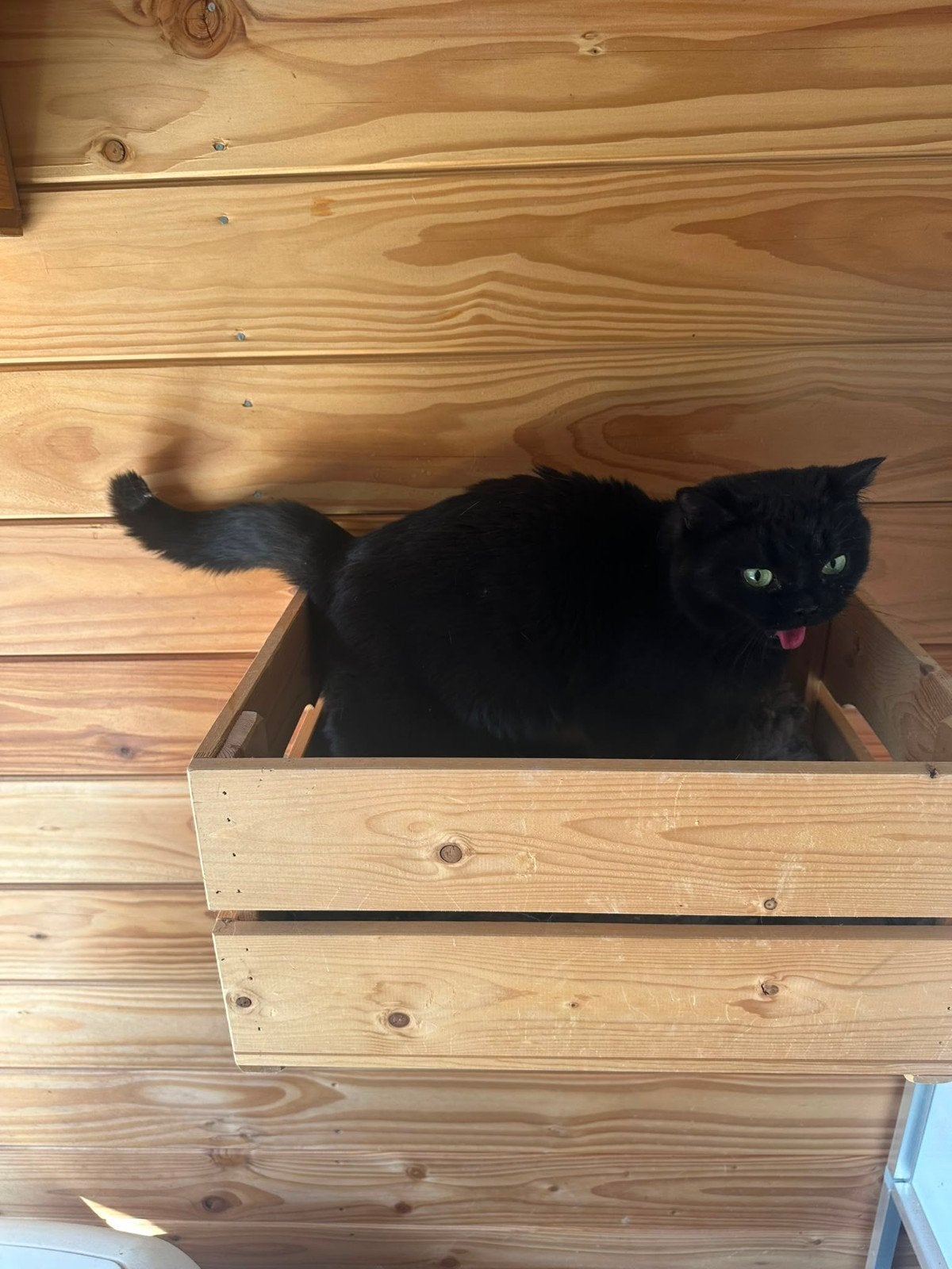 lieve britse korthaar kat zoekt  nieuw huisje, Poes, Met stamboom, 3 tot 5 jaar
