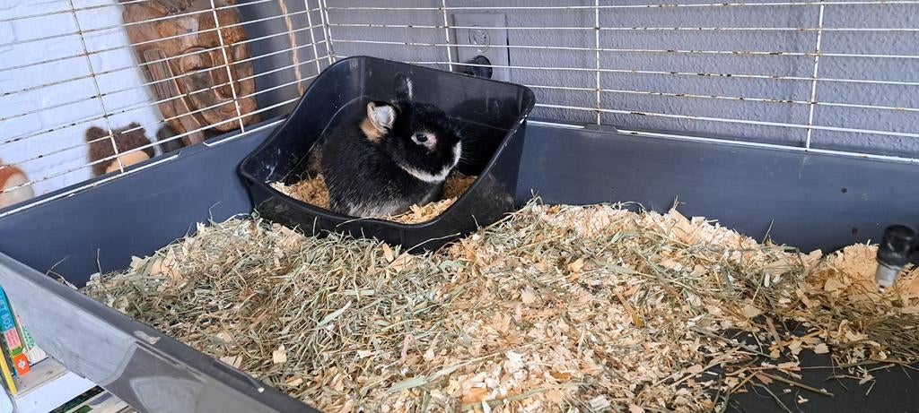 Vakantie opvang cavia konijn oppas cavia's knaagdieren, Oppas