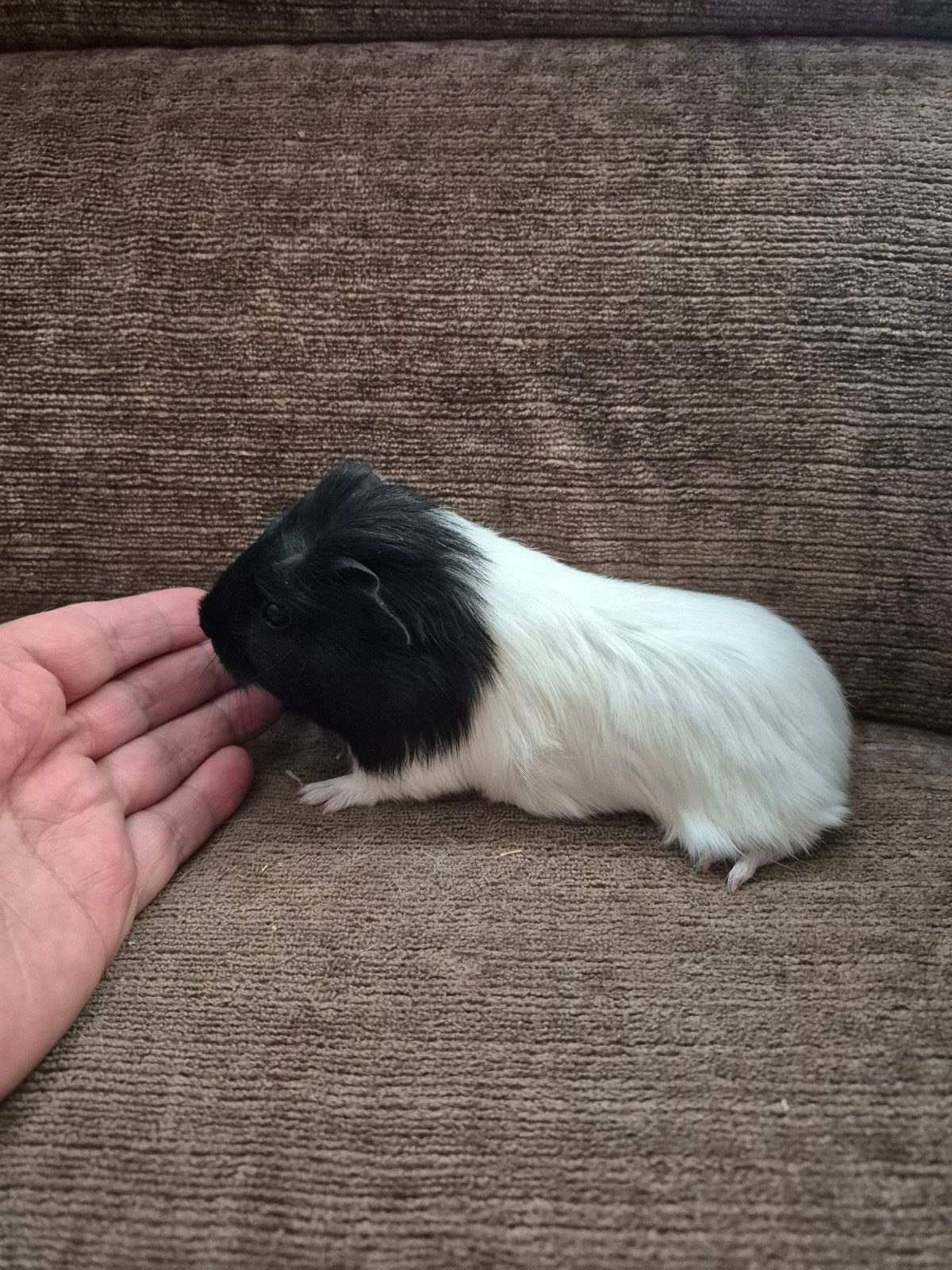 cavia zeugje 29-5-2026, Cavia, Vrouwelijk, Mei, Tam