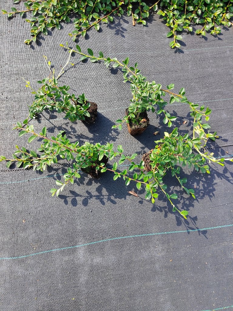 Actie nu € 0,90 p/s Cotoniaster groenblijvende bodembedekker, Tuin en Terras, Ophalen of Verzenden, Bodembedekkers, Halfschaduw