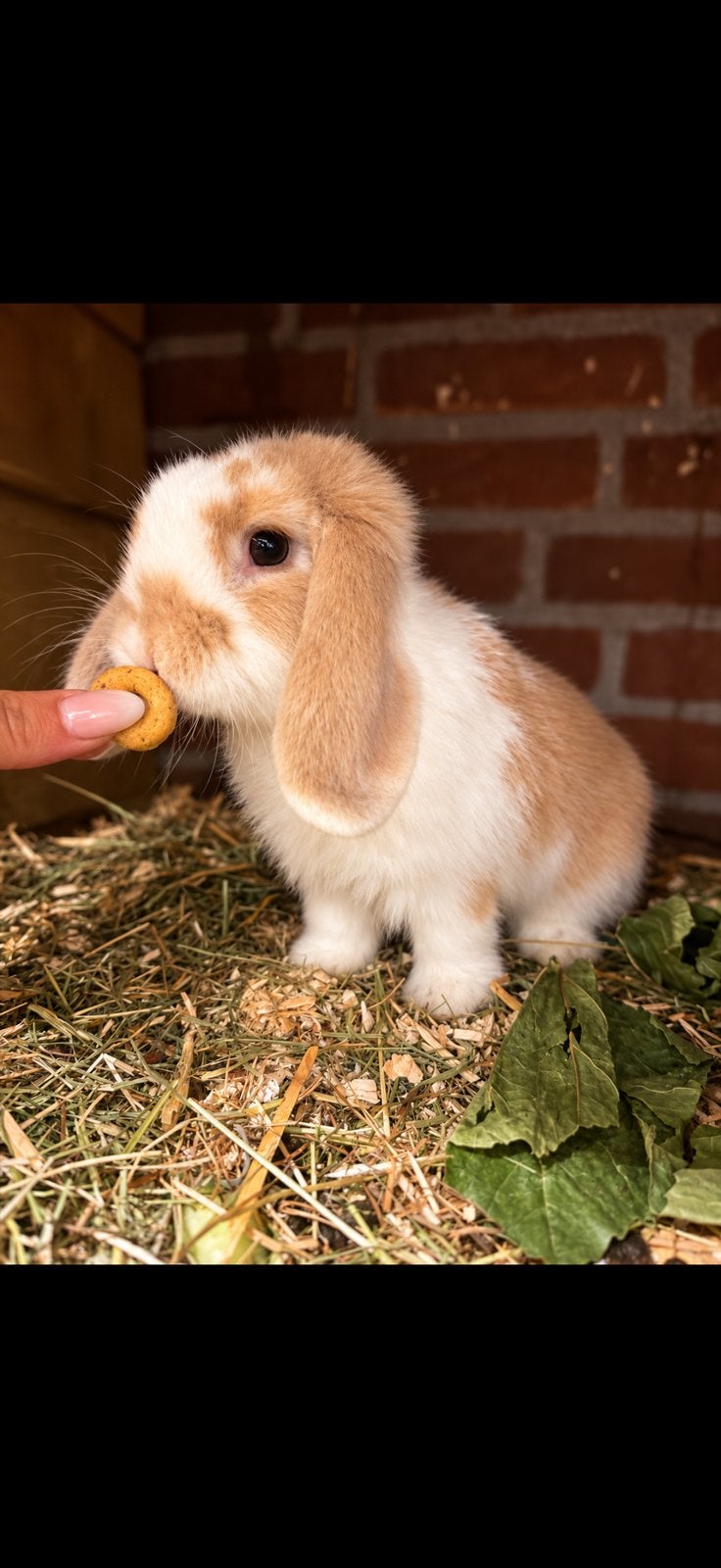 Mini lop konijn, Meerdere dieren, Dwerg, Hangoor, 0 tot 2 jaar