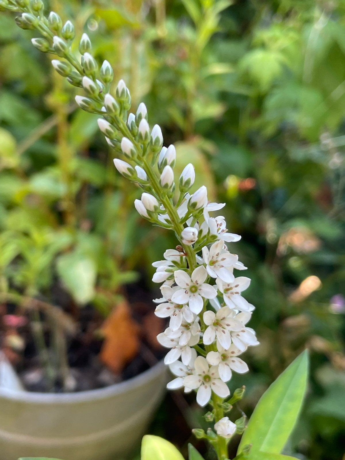 Emaille emmer met witte Wederik en Zuring. Beiden inheems, Tuin en Terras, Ophalen, Overige soorten, Volle zon
