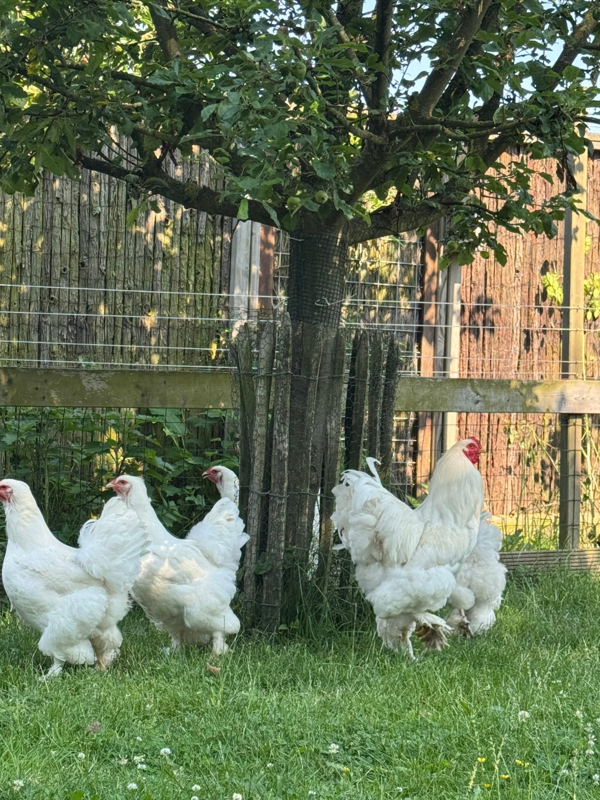 Brahma Groot Wit – Broedeieren te koop, Dieren en Toebehoren, Geslacht onbekend, Kip