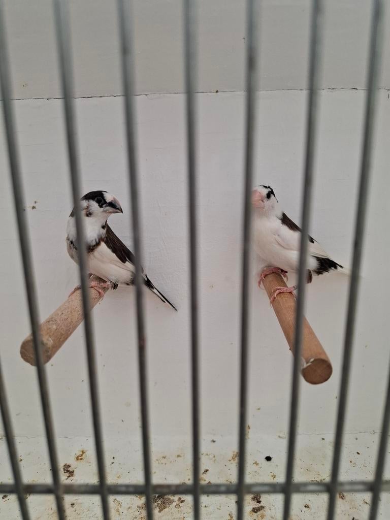 Tropenvogel, Meerdere dieren