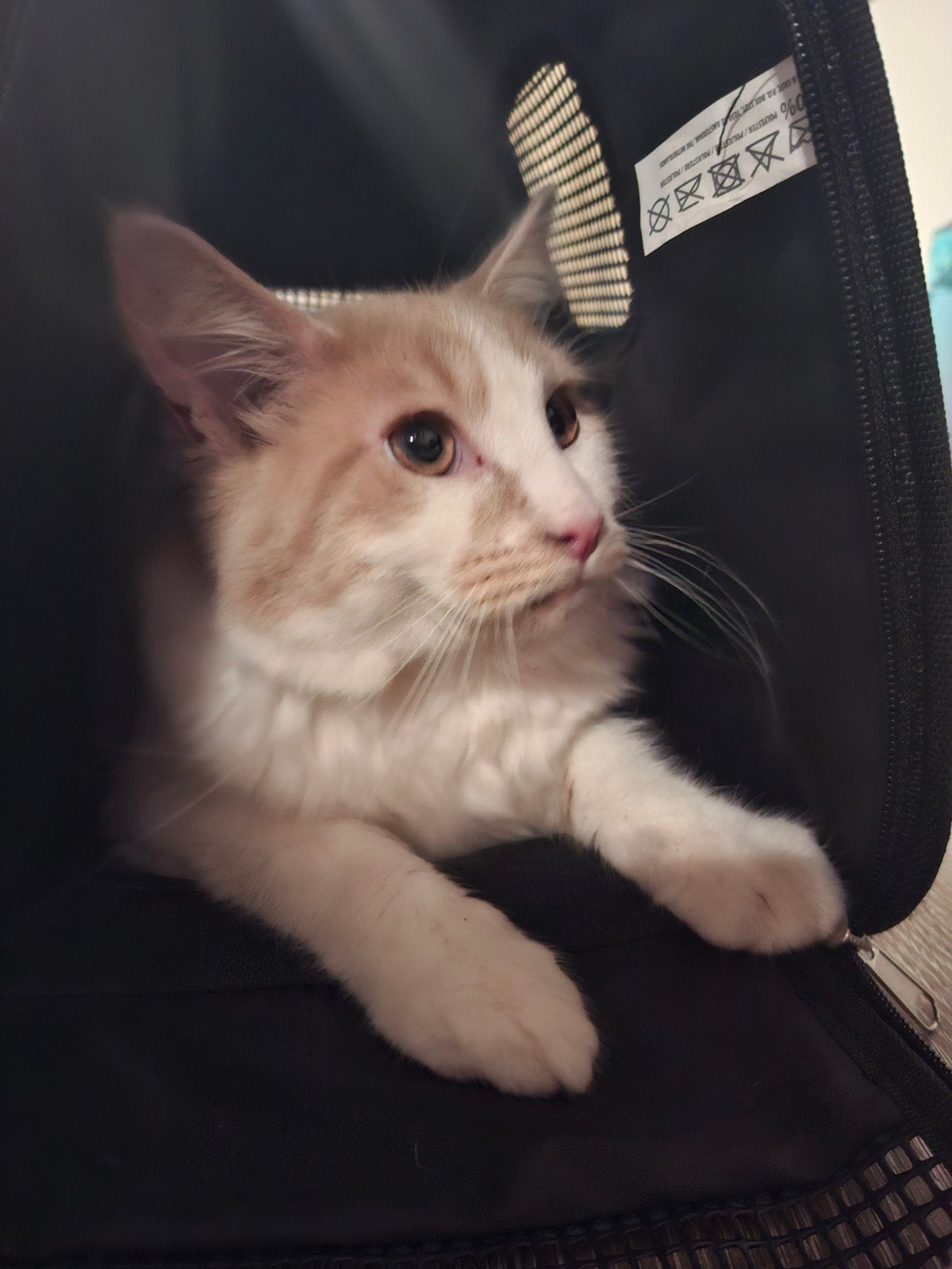 Maincoon x Ragdoll Kater, Dieren en Toebehoren, Katten en Kittens | Raskatten | Langhaar, Kater, Gechipt, 0 tot 2 jaar