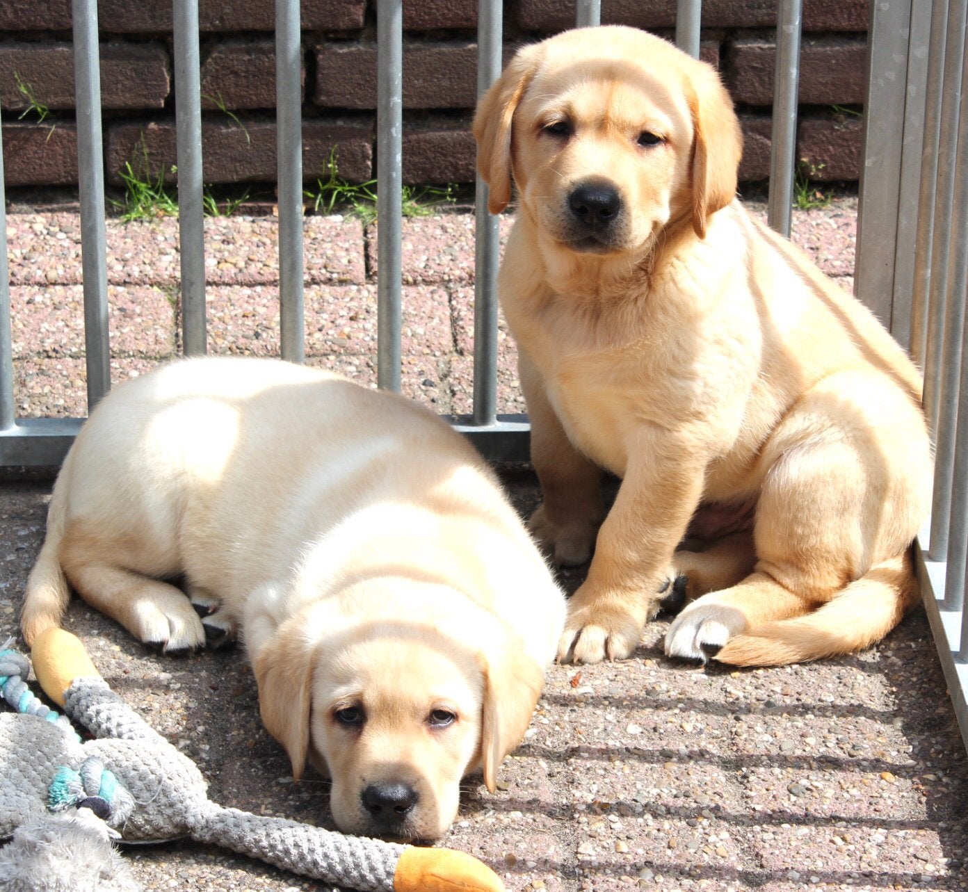 Super lieve labrador pups, Dieren en Toebehoren, Honden | Retrievers, Spaniëls en Waterhonden, Nederland, Reu, Labrador retriever