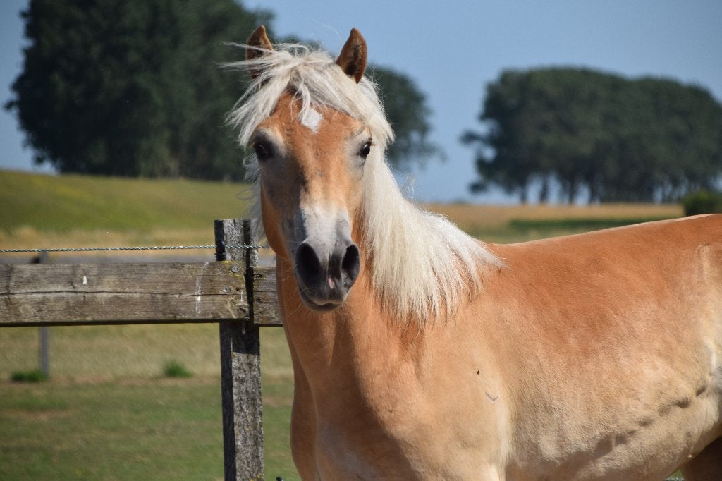 VEILING!!!! Grote jaarling haflinger merrie, nu al 1m42!, Merrie, Met stamboom, 0 tot 2 jaar, Onbeleerd