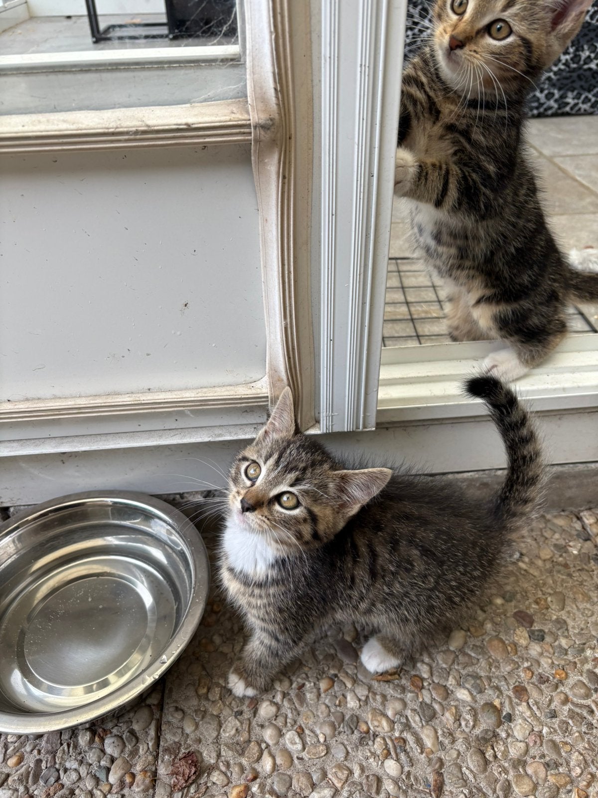Kittens te koop, Kater